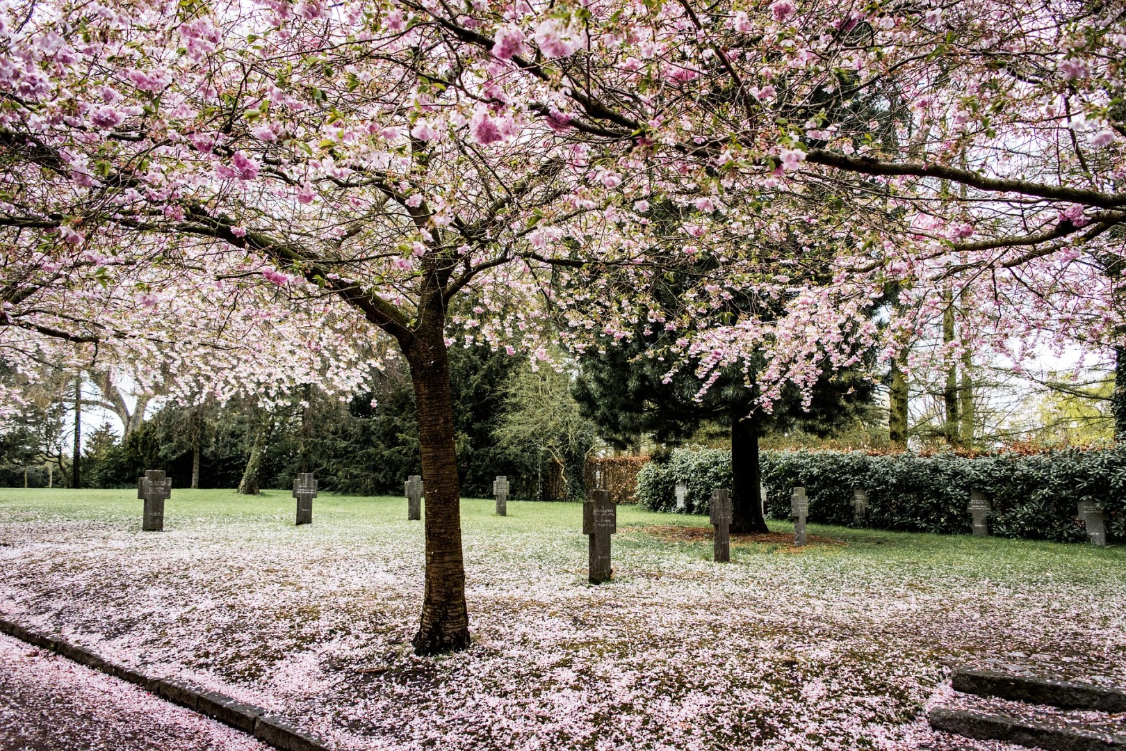 Where to see cherry blossoms in Japan - Geringer Global Travel