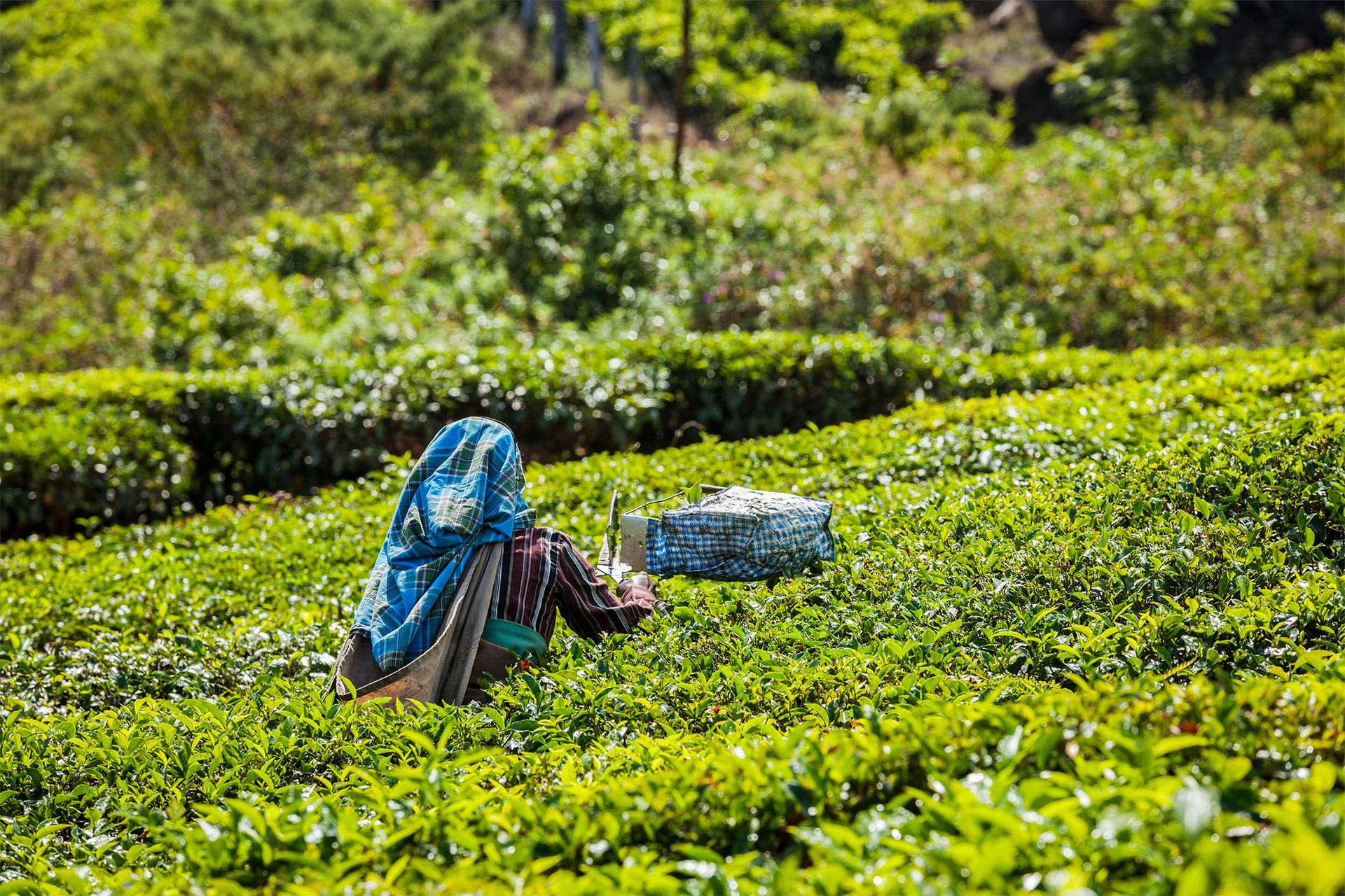 Tea and Coffee South India Itinerary - Geringer Global Travel