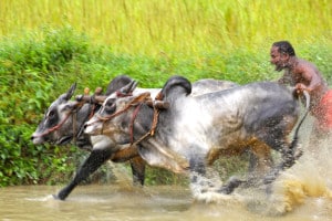 Buffalo / Bullock race in Palakkad