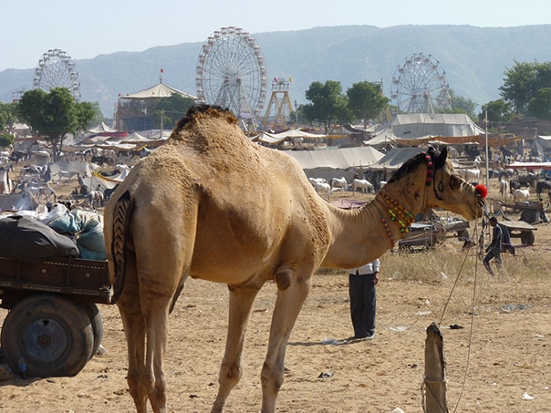 Visit India - Pushkar Camel Fair