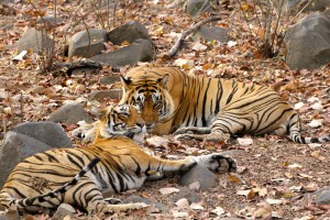 Tigers Resting in The Afternoon