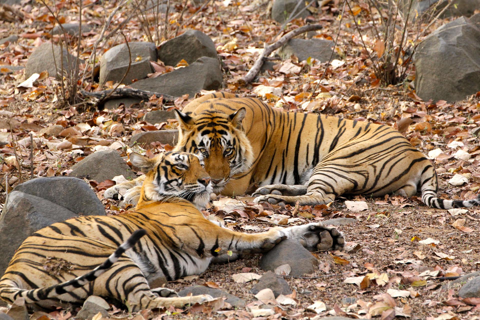The Best Tiger Parks In India