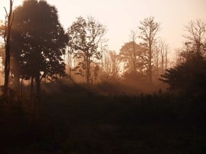 Sunrise at Wayanad National Park