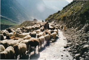 Goat herder in Shimla