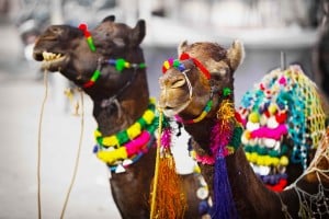 Camels ready for the Fair