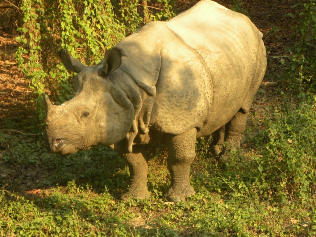One-horned Rhino