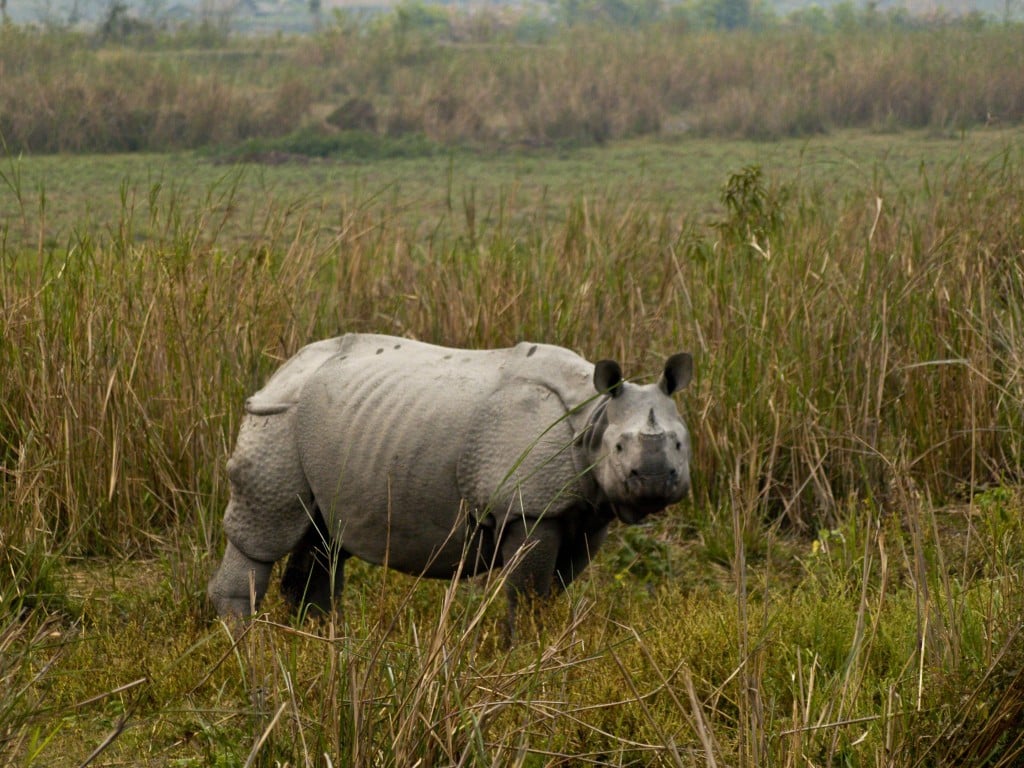Rhino in Kaziranga, Photo Courtesy of Wikipedia Commons