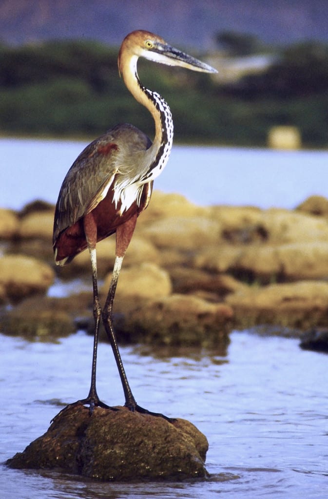 Goliath_heron_standing_cropped_wikimedia