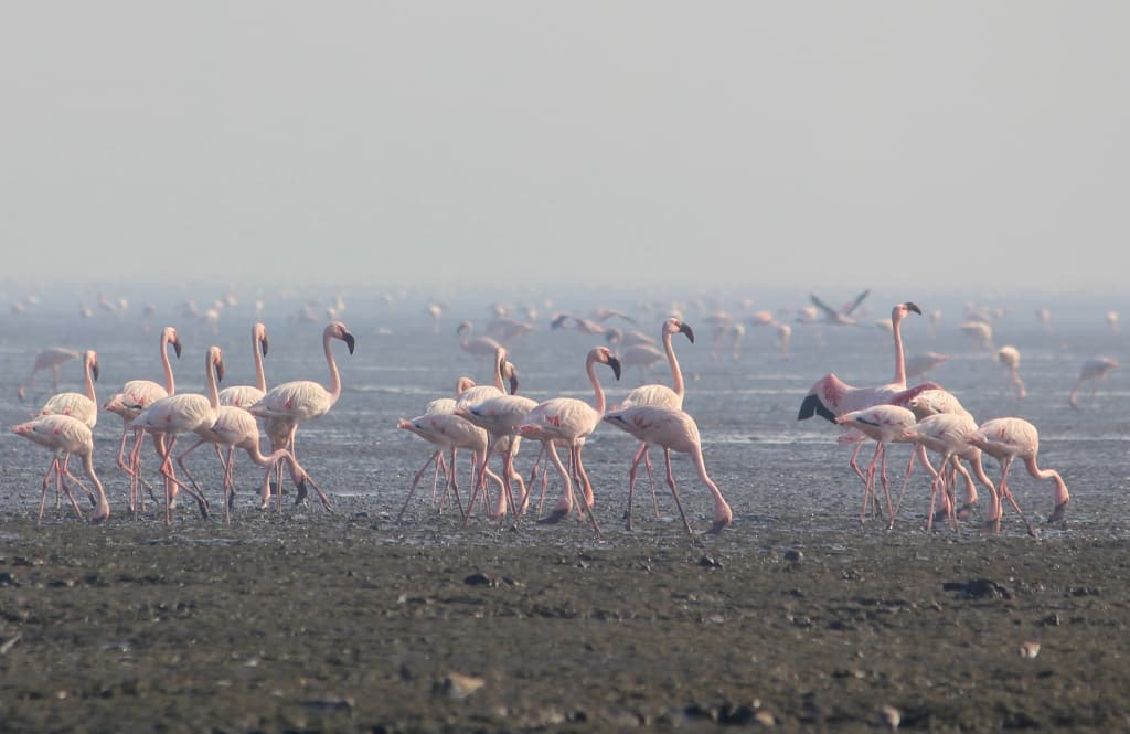 Lesser_Flamingos_at_Sewri_harbour(Mumbai)_wikimedia