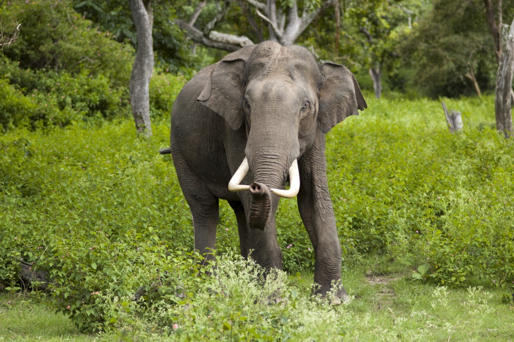 Elephas_maximus_(Bandipur)