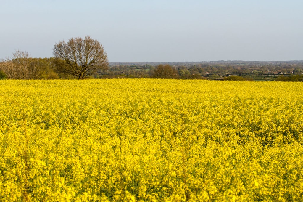 Mustard Farms