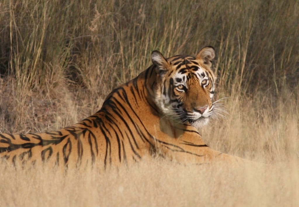 Reclining_Tiger,_Ranthambore_National_Park
