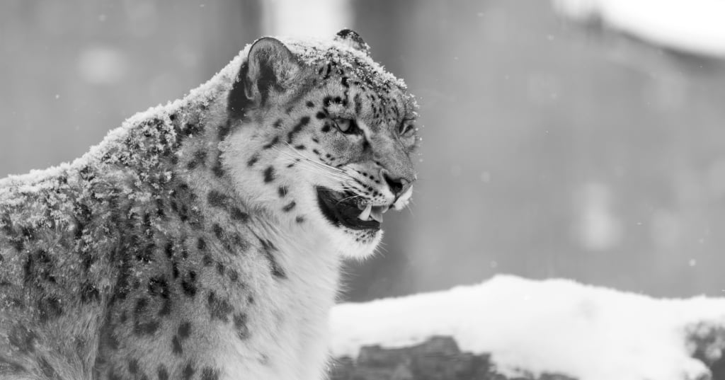 Snow_leopard_by_Nicolas_Goulet_Wikimedia