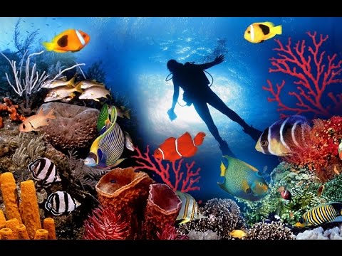 Andaman Scuba Diving YouTube