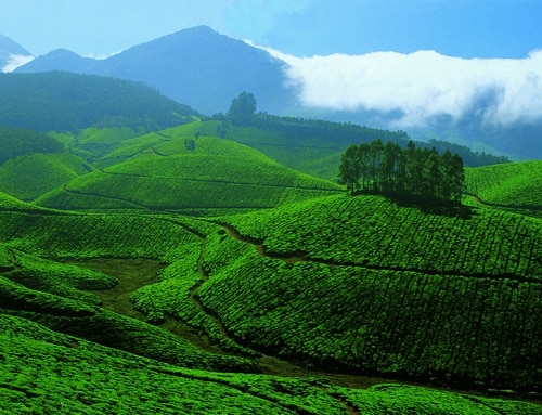Tea_Gardens_at_Devikulam,_Munnar_Courtesy Wikimedia
