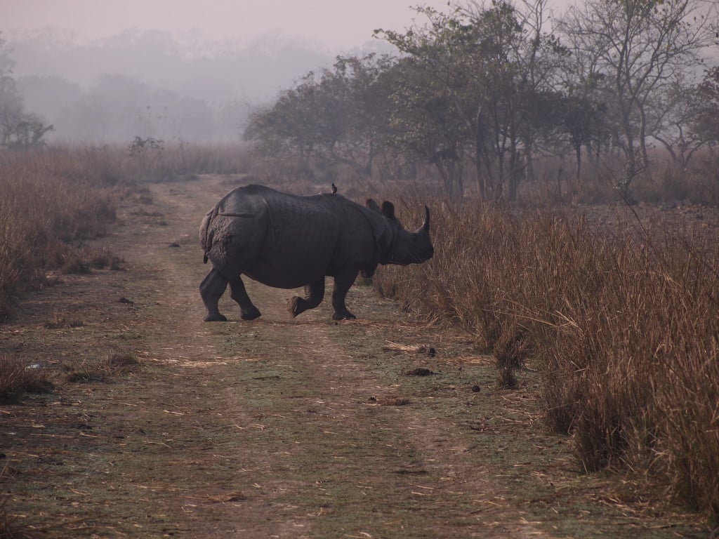 Rhinoceros