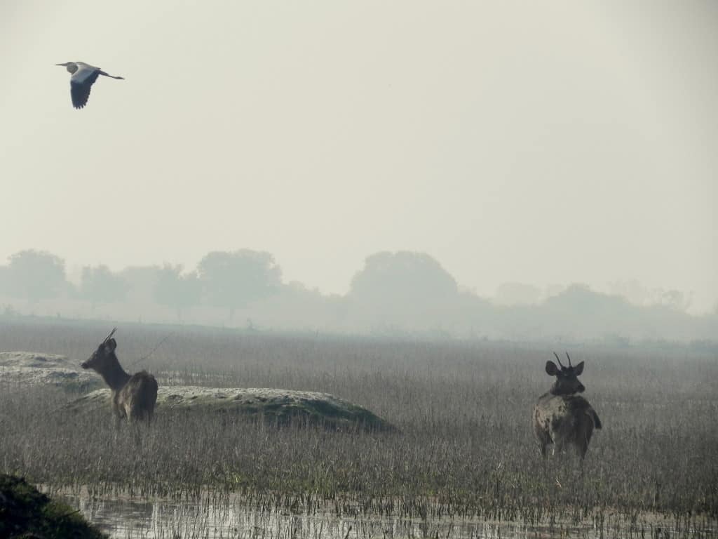 Keoladeo_Ghana_National_Park,_Bharatpur,By Nikhilchandra81 - Own work, CC BY-SA 3.0, https-::commons.wikimedia.org:w:index.php?curid=14870855