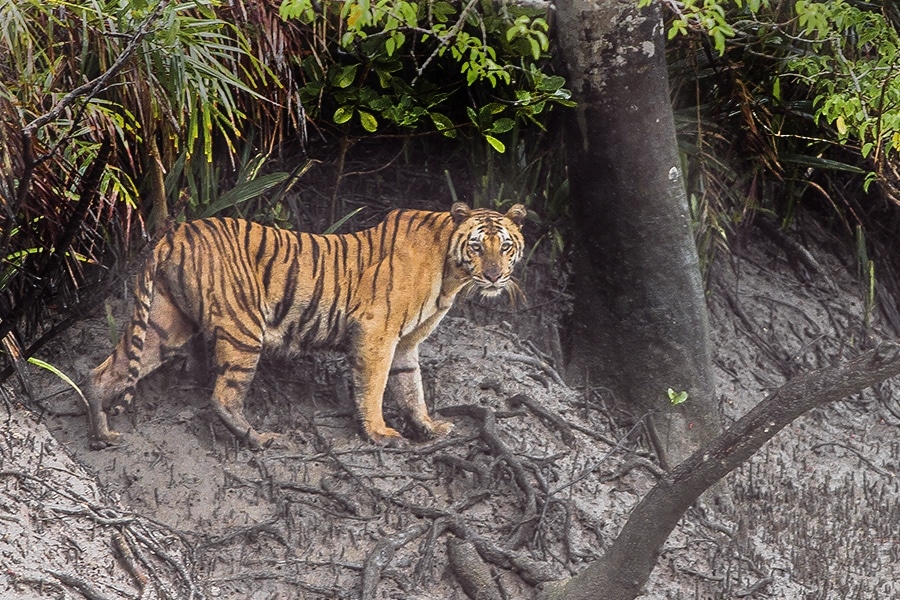 Tiger_Sundarbans_Tiger_Reserve_Photo courtesy By Dibyendu Ash [CC BY-SA 3.0 (http-::creativecommons.org:licenses:by-sa:3.0)], via Wikimedia Commons