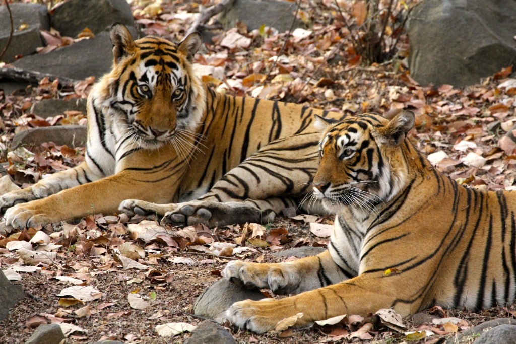 Kerala wildlife tigers