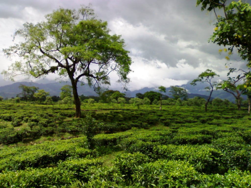 tea_garden_in_dooars-by-rajibnandi-own-work-cc-by-sa-3-0-http-creativecommons-orglicensesby-sa3-0-or-gfdl-http-www-gnu-orgcopyleftfdl-html-via-wikimedia-commons