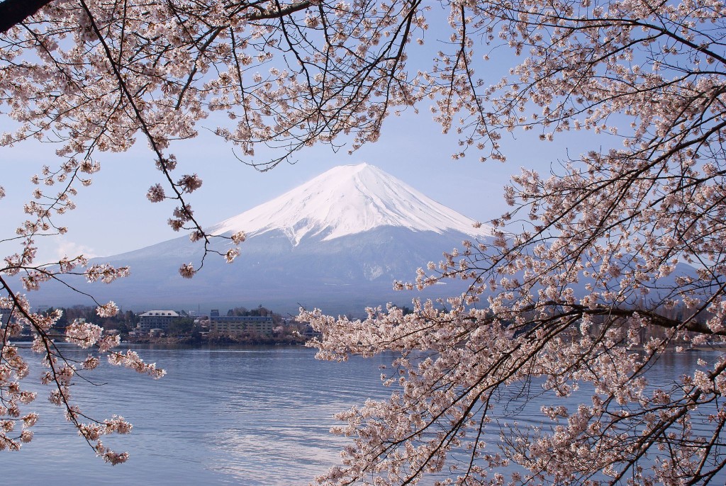 Lake_Kawaguchiko_Sakura_Mount_Fuji_By Midori via Wikimedia Commons