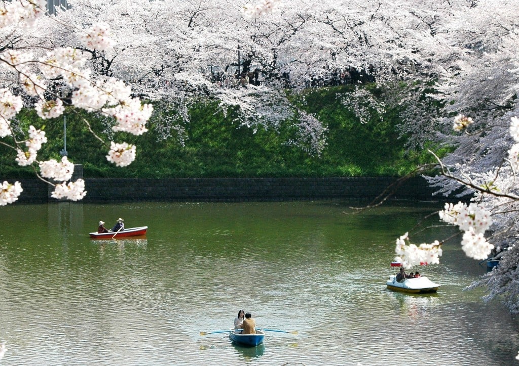 ueno_park_cherry_blossom