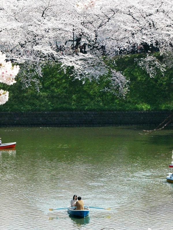 ueno_park_cherry_blossom