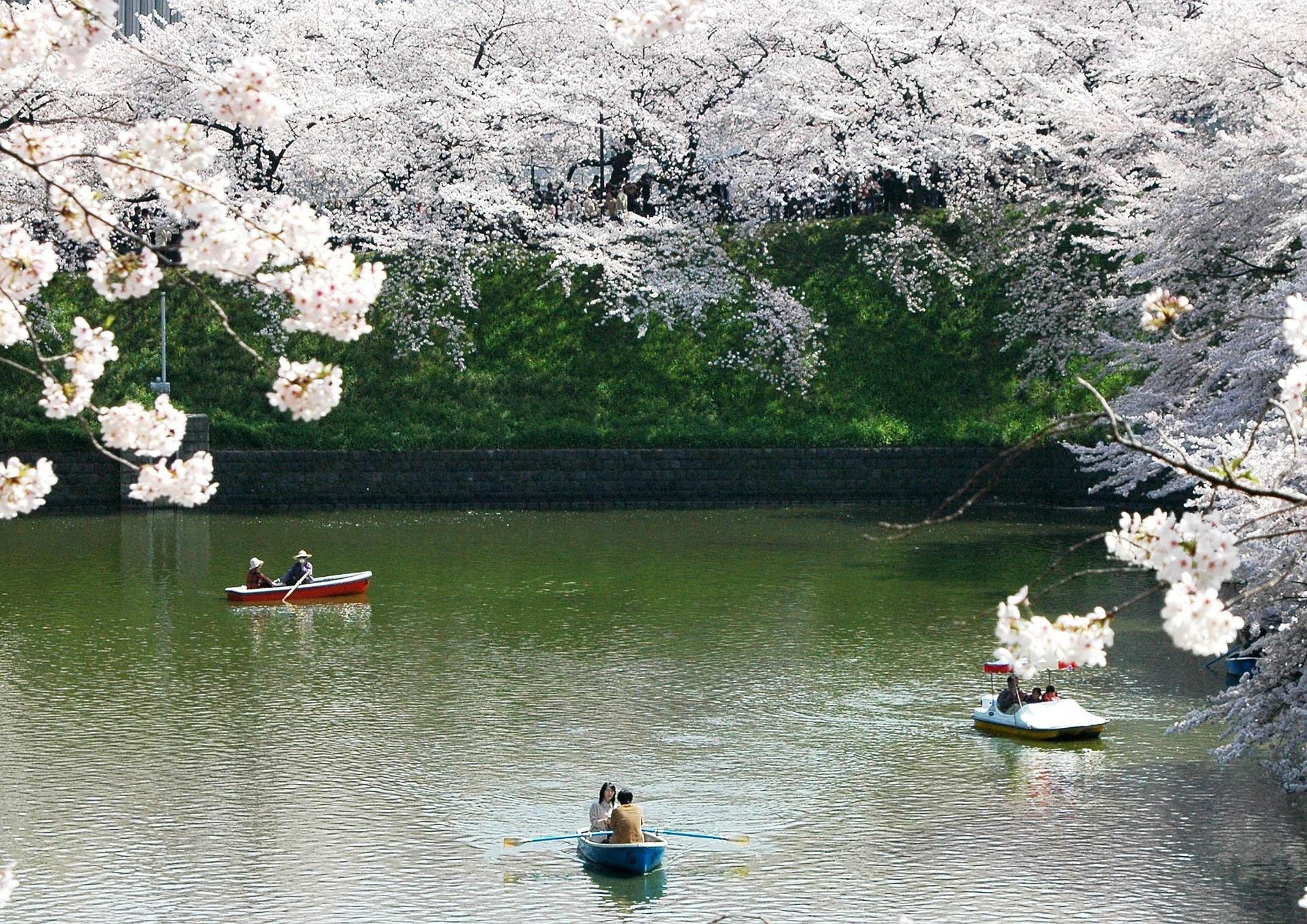 Where To See Cherry Blossoms In Japan