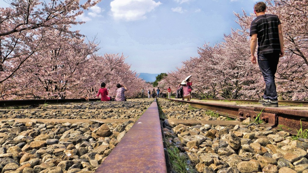 sakura_cherry_blossom_kyoto