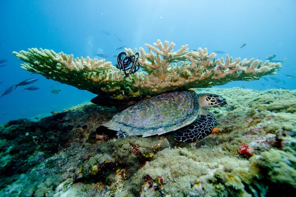 snorkelling maldives