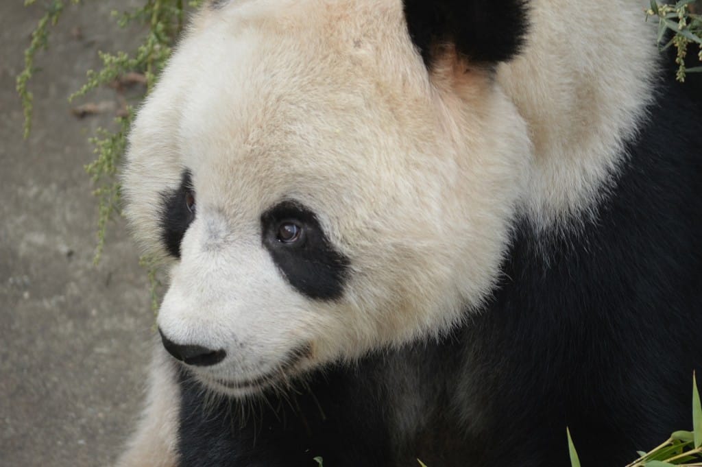 Great-panda-china