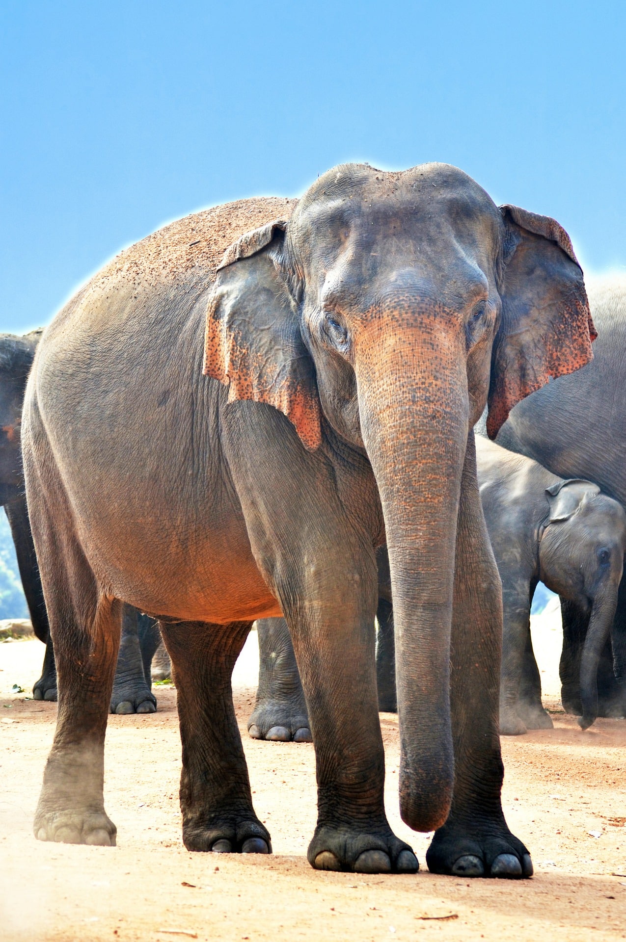 indian-elephant-264749_1920