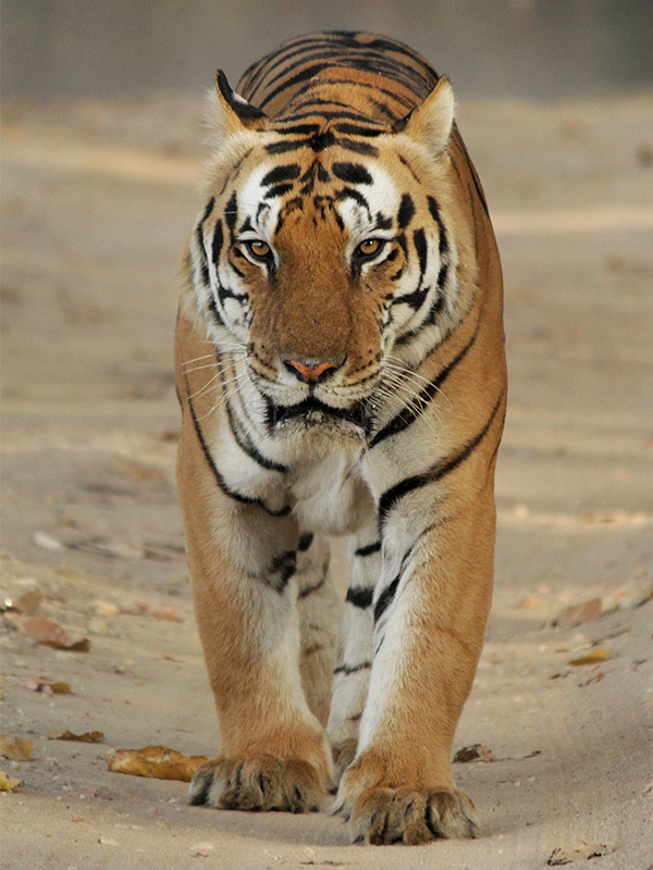 The World’s Top Tiger-Spotting Hot Spots In India