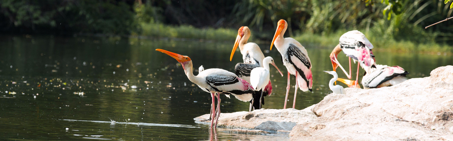 Birding Highs In India