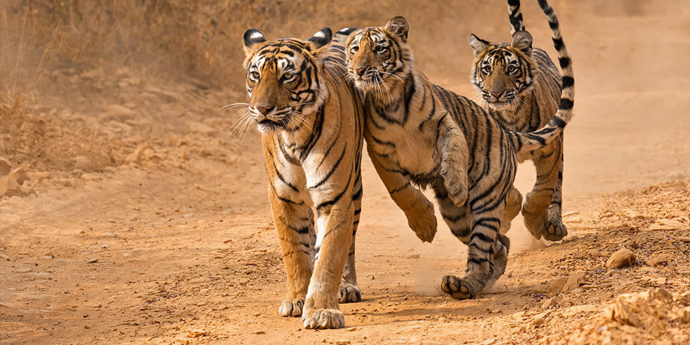 Luxury Travel to India in 2026: A Bespoke Journey Through Culture, Wellness, and Exclusivity