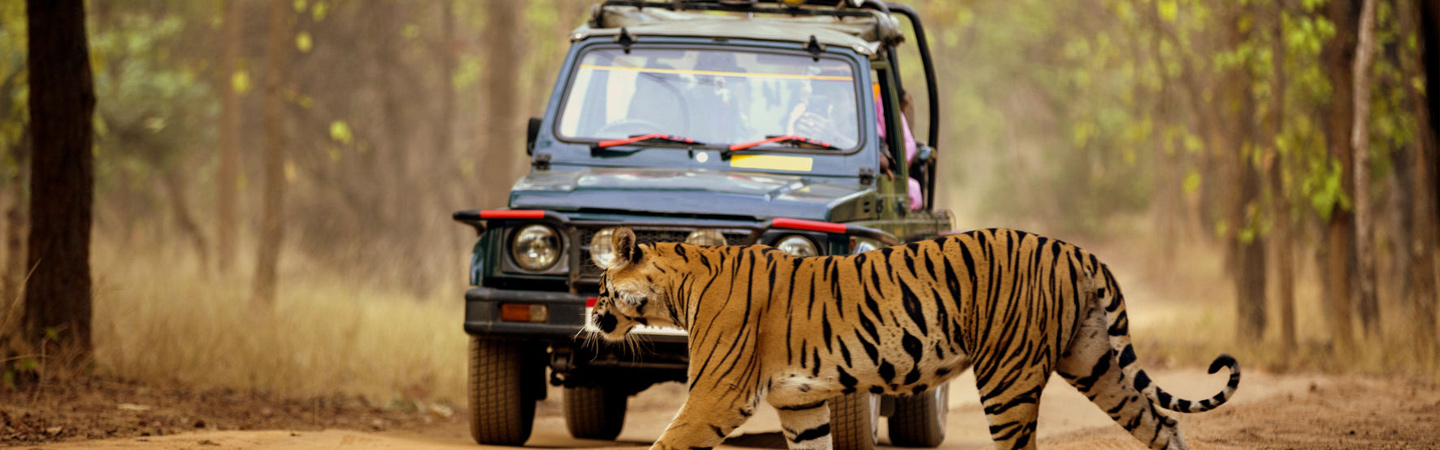 Up-Close And Personal Safari India