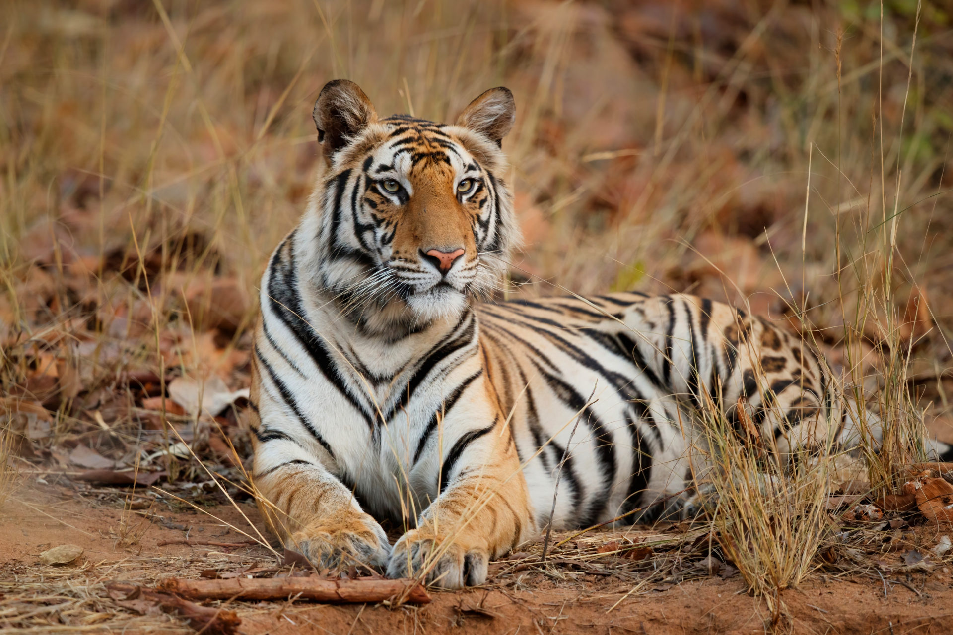 Discover the Wild Side of Luxury: India Wildlife Tours