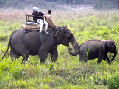 Elephant Safari - Chitwan National Park, Nepal