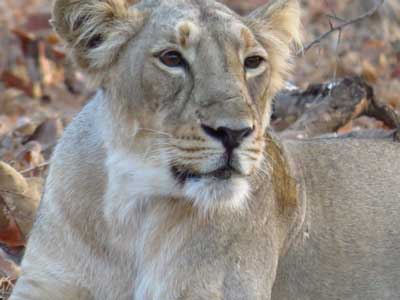 Asiatic Lion, Gir National Park, Gujarat, India. Credit goes to Himanshu Nagpal, Delhi, India. 