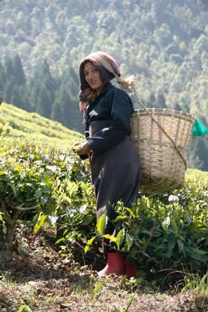 Tea Picker, Glenburn Tea Estate, Darjeeling, West Bengal, India