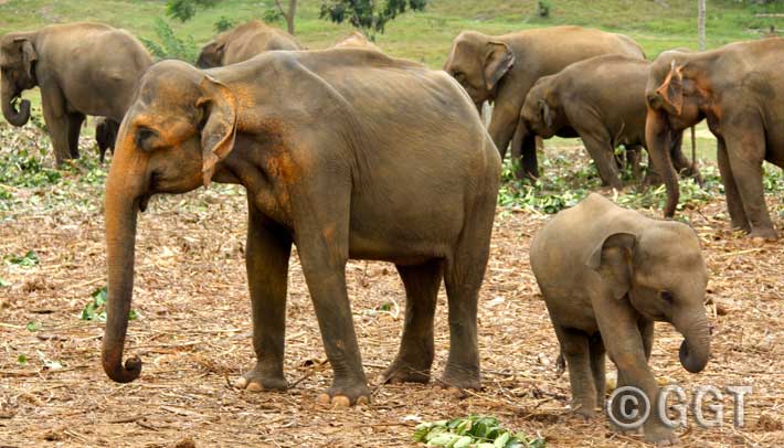 Pinnawala, Elephant Orphanage, Pinnawala, Sri Lanka